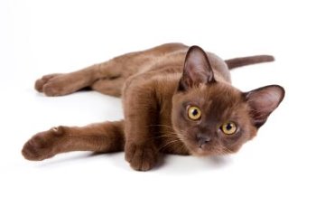 innekatt eller utekatt