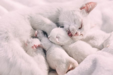 dräktig katt tecken på förlossning dräktig katt tecken på förlossning