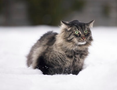 Maine coon